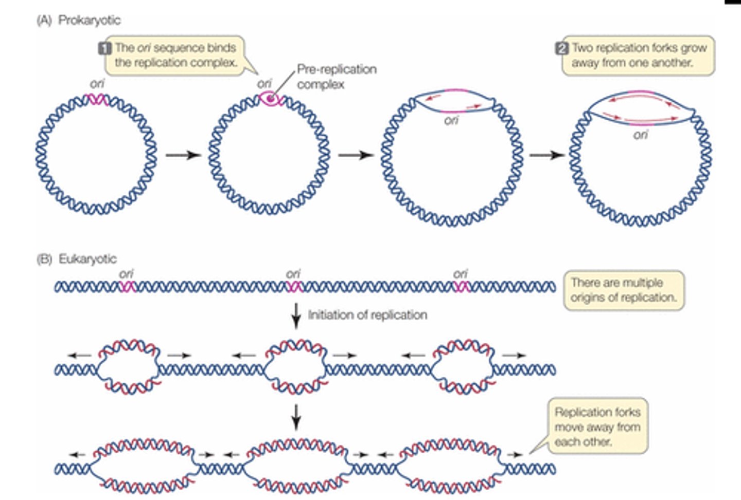<p>DNA synthesis starts at one origin and continues outward in both directions</p>