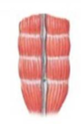 <p>rectus abdominis muscle</p>