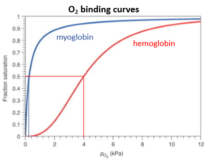 <p>Myoglobin - simple 1:1 equilibrium, strong O<sub>2</sub> binding, curve flattens off as fraction of available binding sites decreases.</p><p>Haemoglobin - sigmoidal binding curve (cooperativity), weaker O<sub>2</sub> binding overall, optimised to bind O<sub>2</sub> in lungs (high concentration) and release in tissue (low concentration, binding constant changes with partial pressure of oxygen indicating some structural change.</p>