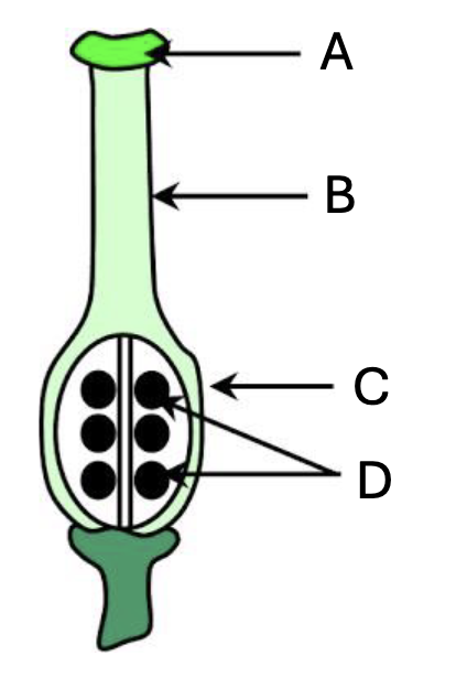 <p>Where are seeds</p>