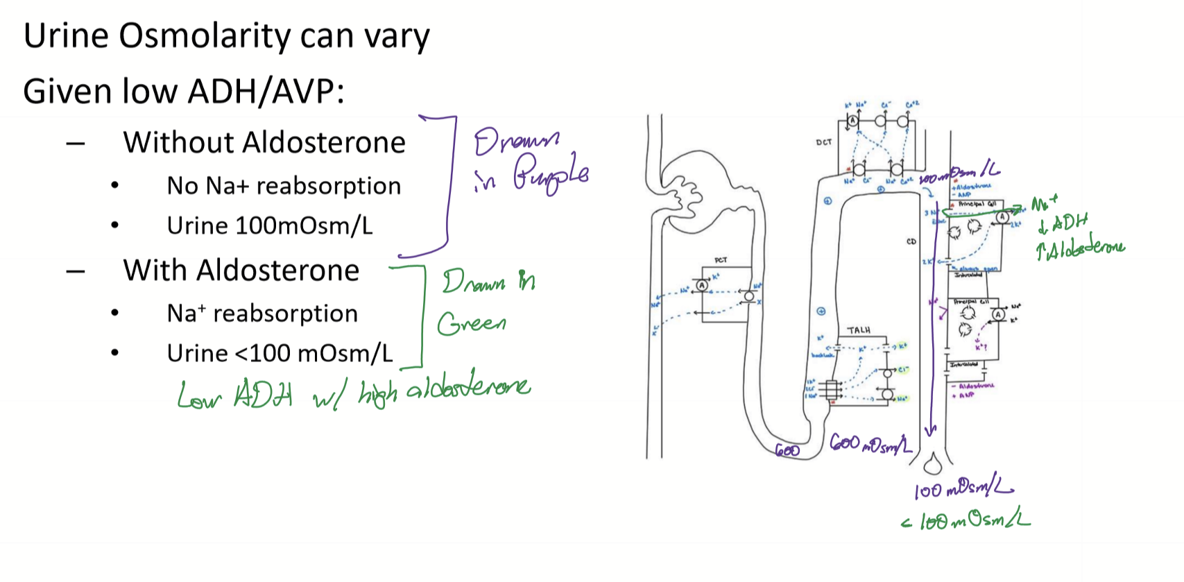 <ul><li><p>Without aldosterone, no Na reabsorption and urine is 100mOsm/L</p></li><li><p>With aldosterone, Na reabsorption and urine &lt;100 mOsm/L</p></li></ul><p>(from 17c last slide) </p><p></p>