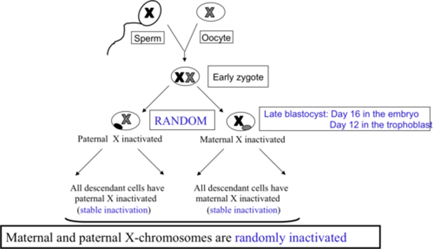 <p>-process that created Barr bodies and the chromosome is highly condensed -&gt; heterochromatin</p><p>-happens during fetal development (day 16)</p><p>-each cell selects an X at random and descendants of cell will have same X shut off</p>