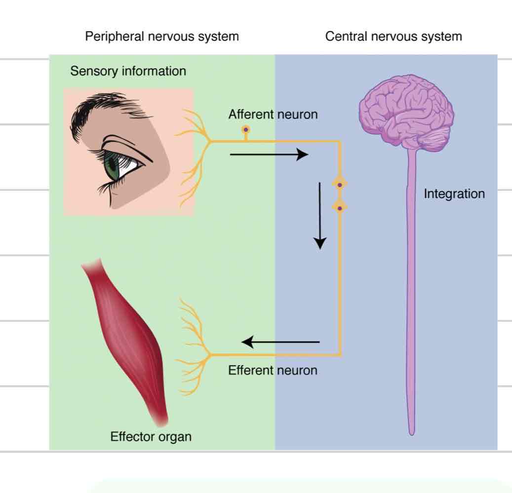 <ul><li><p>Cranial and spinal nerves that spread to rest of body</p></li><li><p>Sensation and movement</p></li></ul>