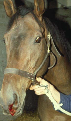 <p>-epistaxis (if tube hits ethmoids)</p><p>-pharyngeal/esophageal trauma (esp if tube left in for several days)</p><p>-aspiration (accidental NT intubation)</p>