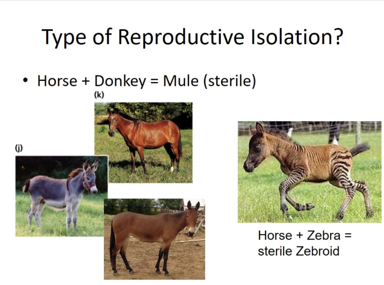 <p>Horse+ Donkey= Mule (sterile) what type of reproductive isolation?</p>