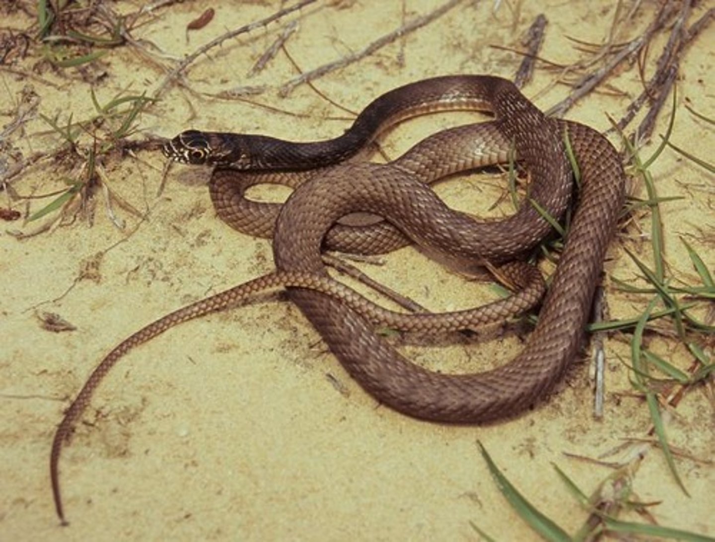 <p>Coachwhip snake</p>