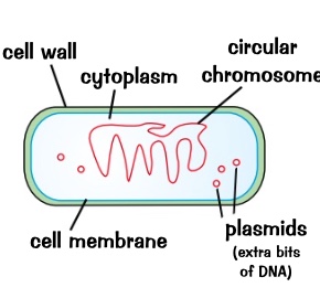 <ul><li><p>single celled</p></li><li><p>microscopic</p></li><li><p>no nucleas</p></li><li><p>circular chromosome of dna</p></li><li><p>some can photosynthesis</p></li><li><p>most bacteria feed off other organisms- both living and dead</p></li></ul><p>e.gs:</p><ul><li><p>lactobacillus bulgaricus ( milk go sour and turn into yoghurt rod shaped)</p></li><li><p>pneumococcus ( round)</p></li></ul>