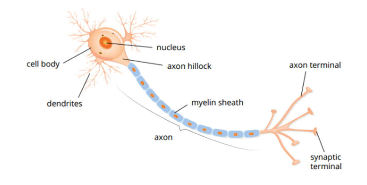 <p>Acts on nerve or muscle cells</p>