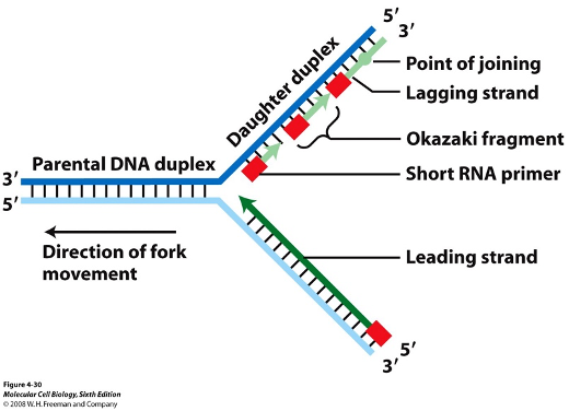 <ul><li><p>DNA helix splits into leading strand and lagging strand</p></li><li><p>Strands grow from 5’ to 3’</p></li></ul><p></p>