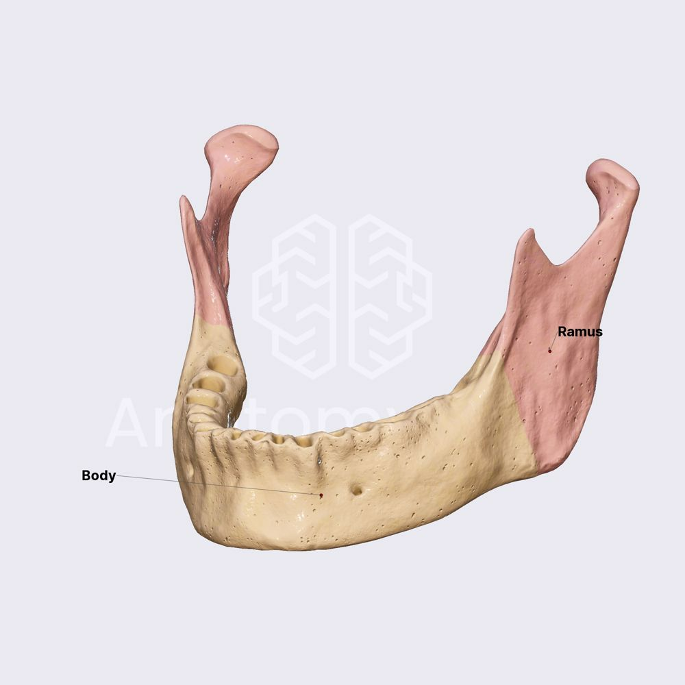 <p>mandible </p>