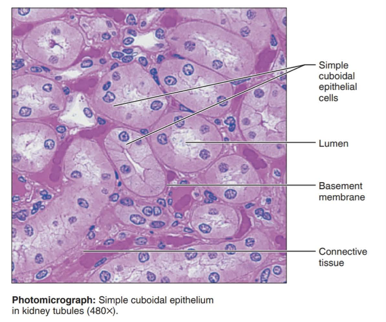 <p>single layer of cube shaped cells</p>