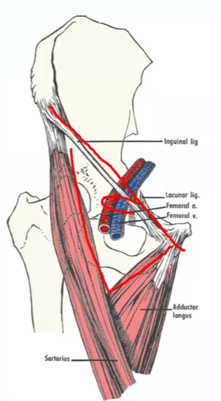 <p>What is included in the <strong>femoral triangle</strong>?…</p>