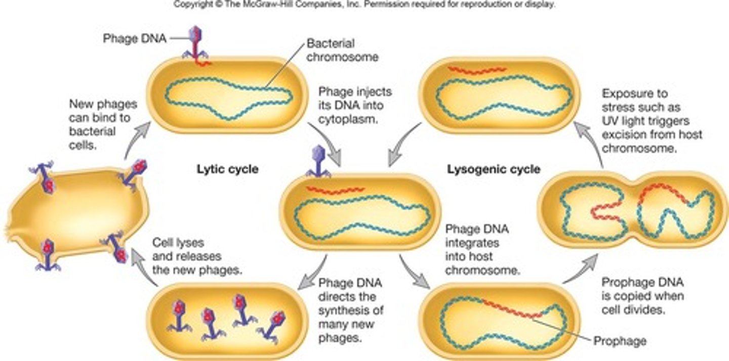 <p>most viral genes aren't transcribed but viral genome is replicated with host chromosome and passed to daughter cells</p>