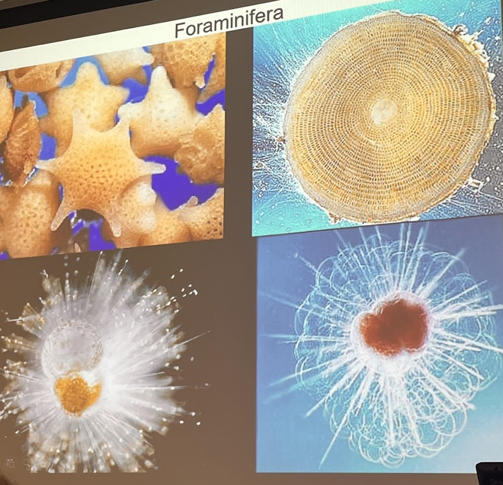 <p>Foraminifera, as are these.</p>