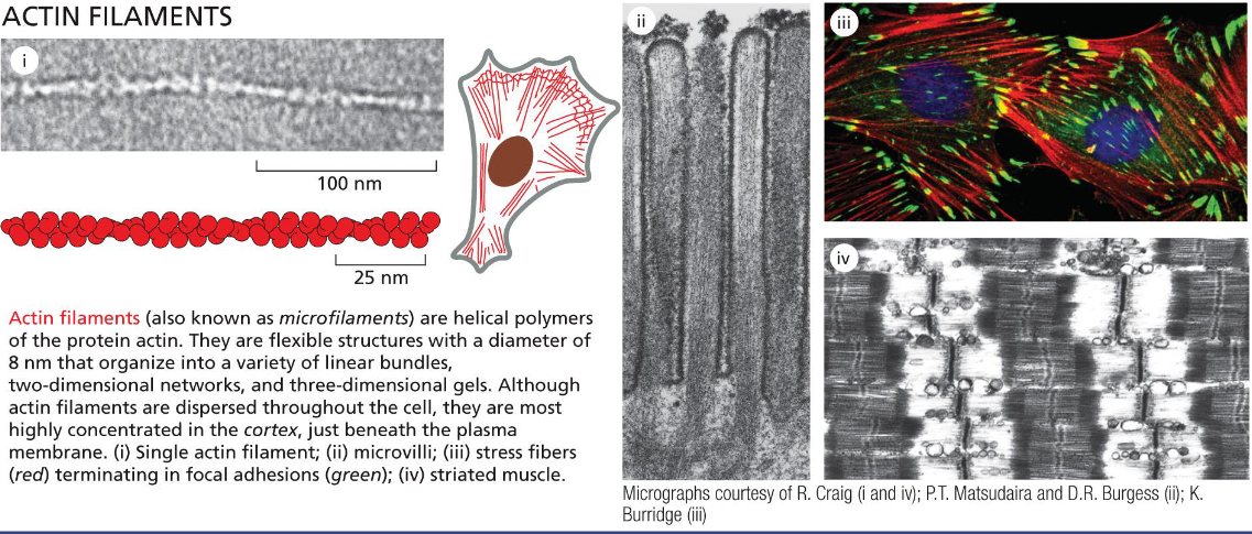 <p>dynamic or stable structures</p><p>actin filaments determine the shape of cell surface (strength to its thin lipid bilayer and cell surface projections); are necessary for whole cell locomotion (muscle); and drive the pinching of one cell into two</p>