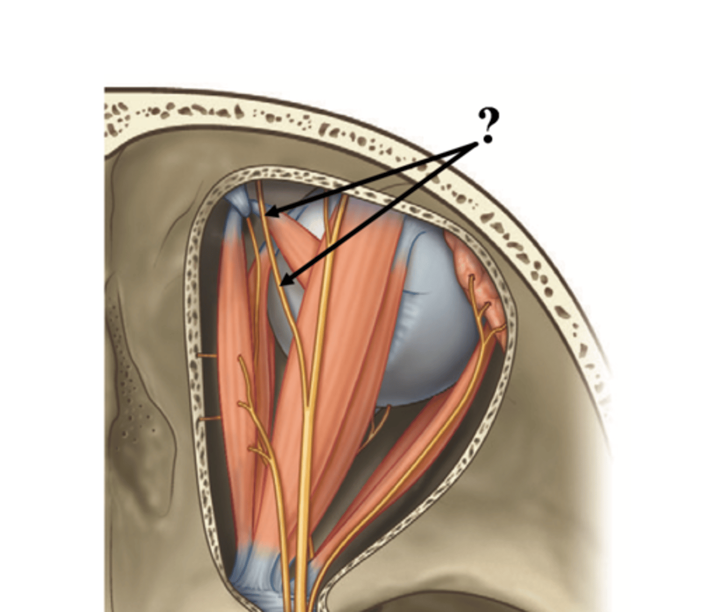 <p>affects the skin between the eyes and upper side of the nose</p>