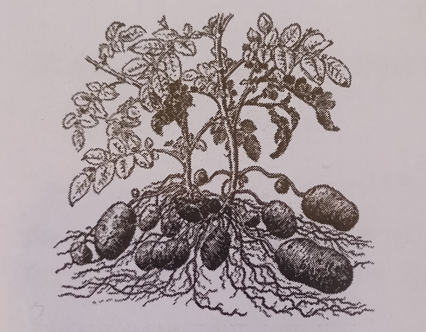 term image