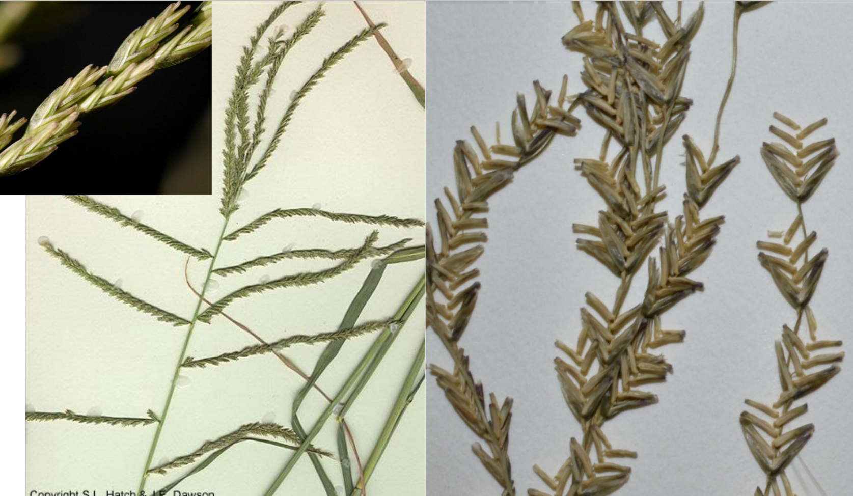 <p>Stacked V-Florets, Lemmas blunt with a notch, No awns</p><p>Alternate panicle branches</p>