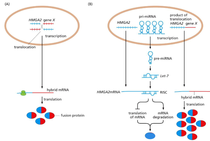 <p><span>HMGA2 pro-oncogene activation:</span></p>