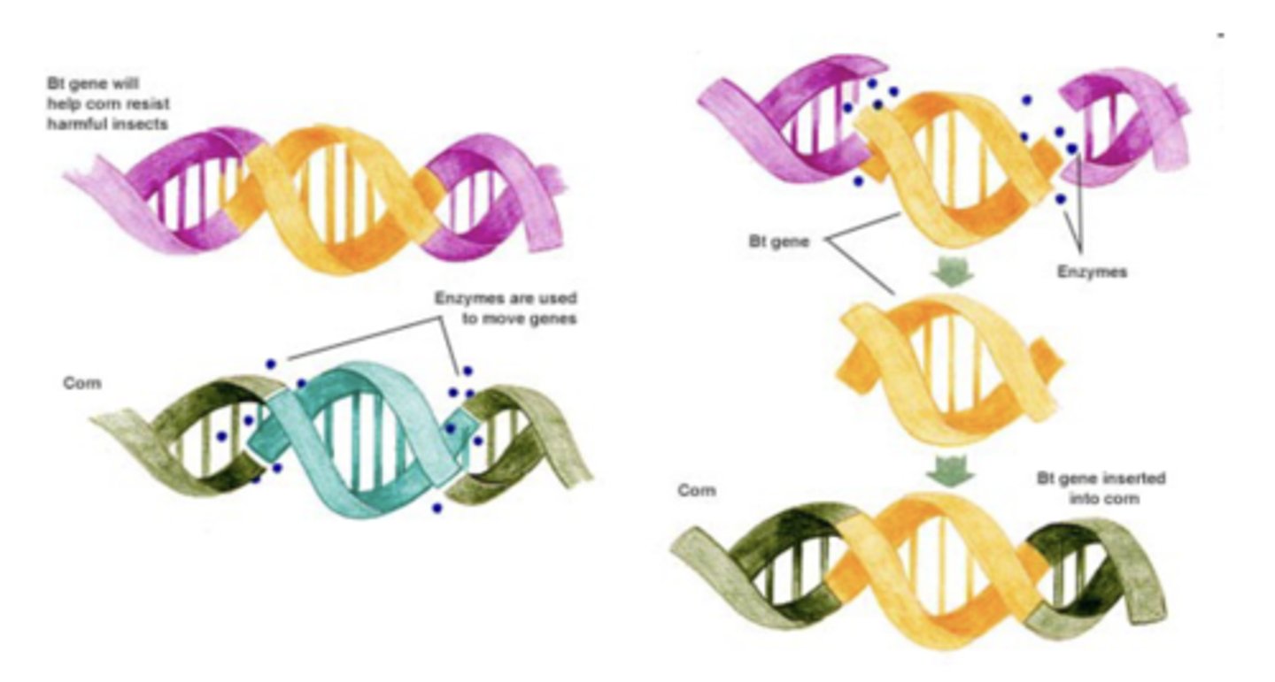 <p>-modifying genetic material of living cells so they produce new substances or perform new functions (insert gene from 1 organism to another)<br>-e.g. insert a Bt gene (resistance to harmful insects) from an organism into corn = corn resistant to harmful insects</p>