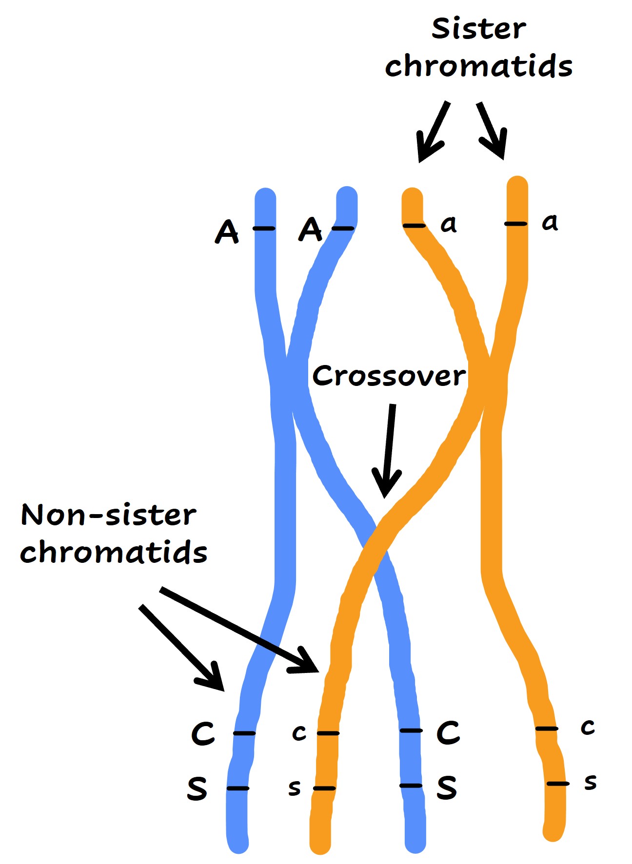 <p><span><span>The exchange of genetic material in synapsis (close pairing) between homologous chromosomes during prophase I of meiosis, creating new allele combinations in gamete</span></span></p>