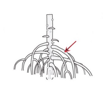 knowt flashcard image