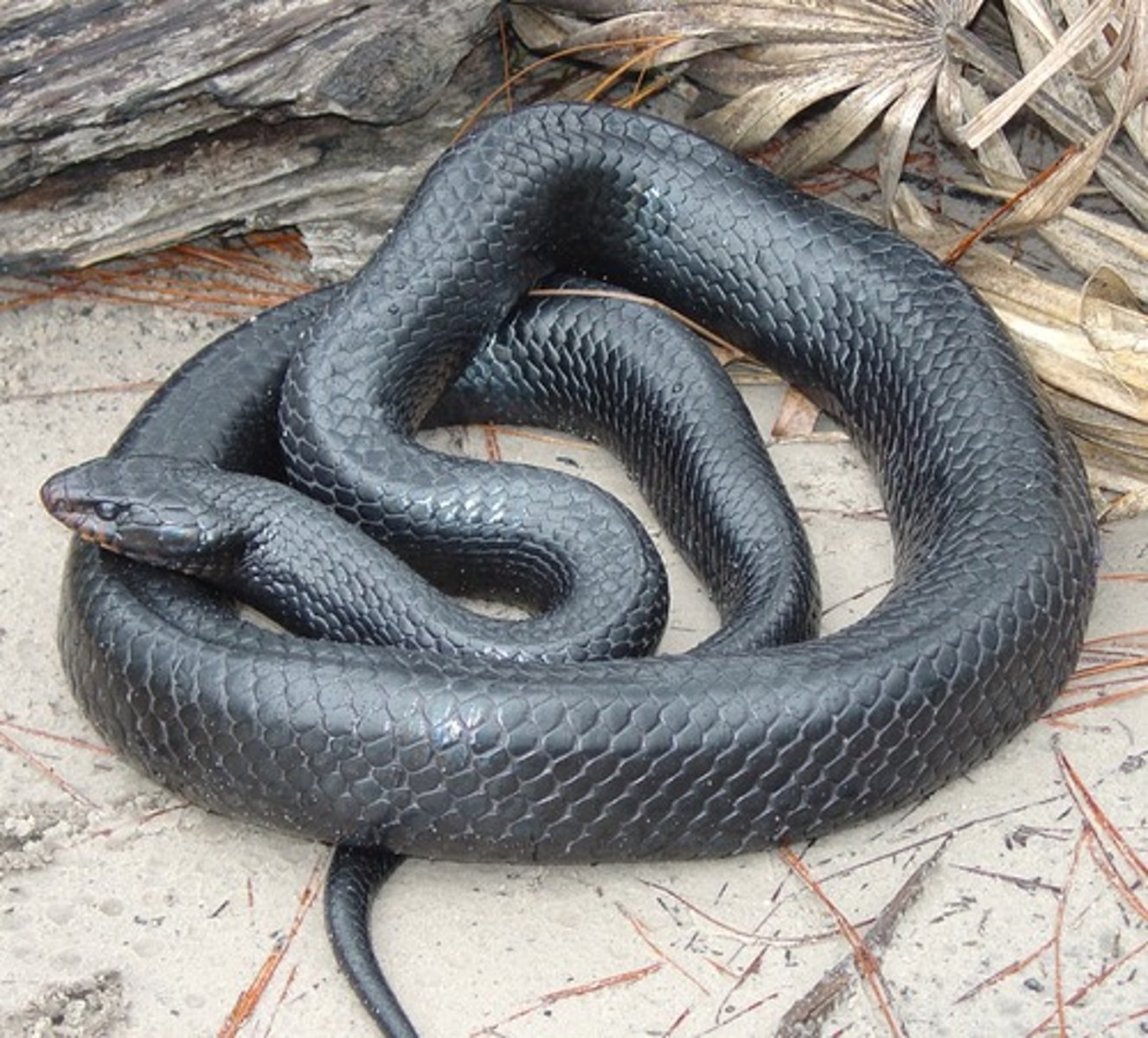 <p>eastern indigo snake</p>