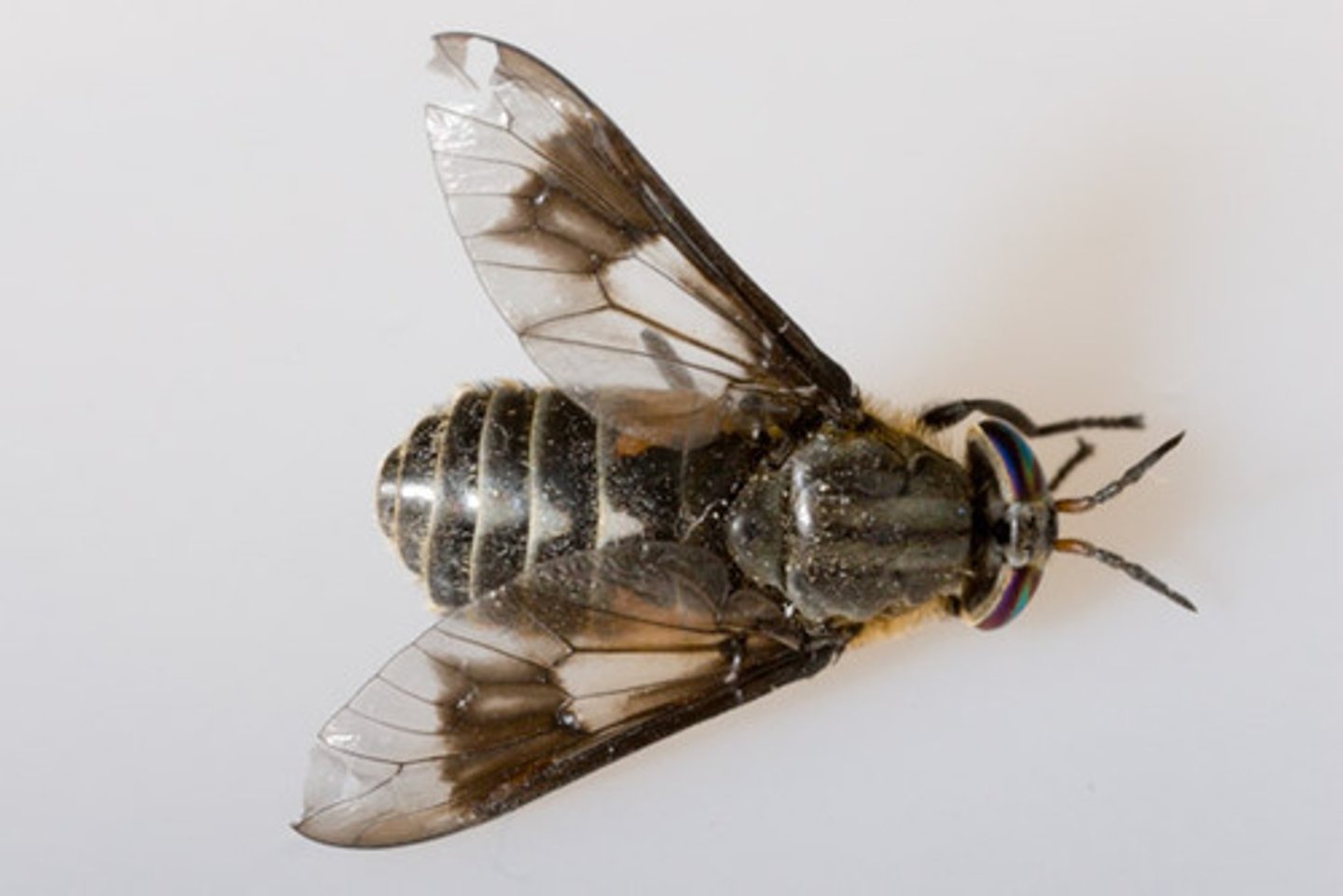 <p>Class 4, larva are caterpillar-like and are predators, collectors, and sometimes cannibalistic, most species have one generation, females feed on blood to develop eggs, complete metamorphosis</p>