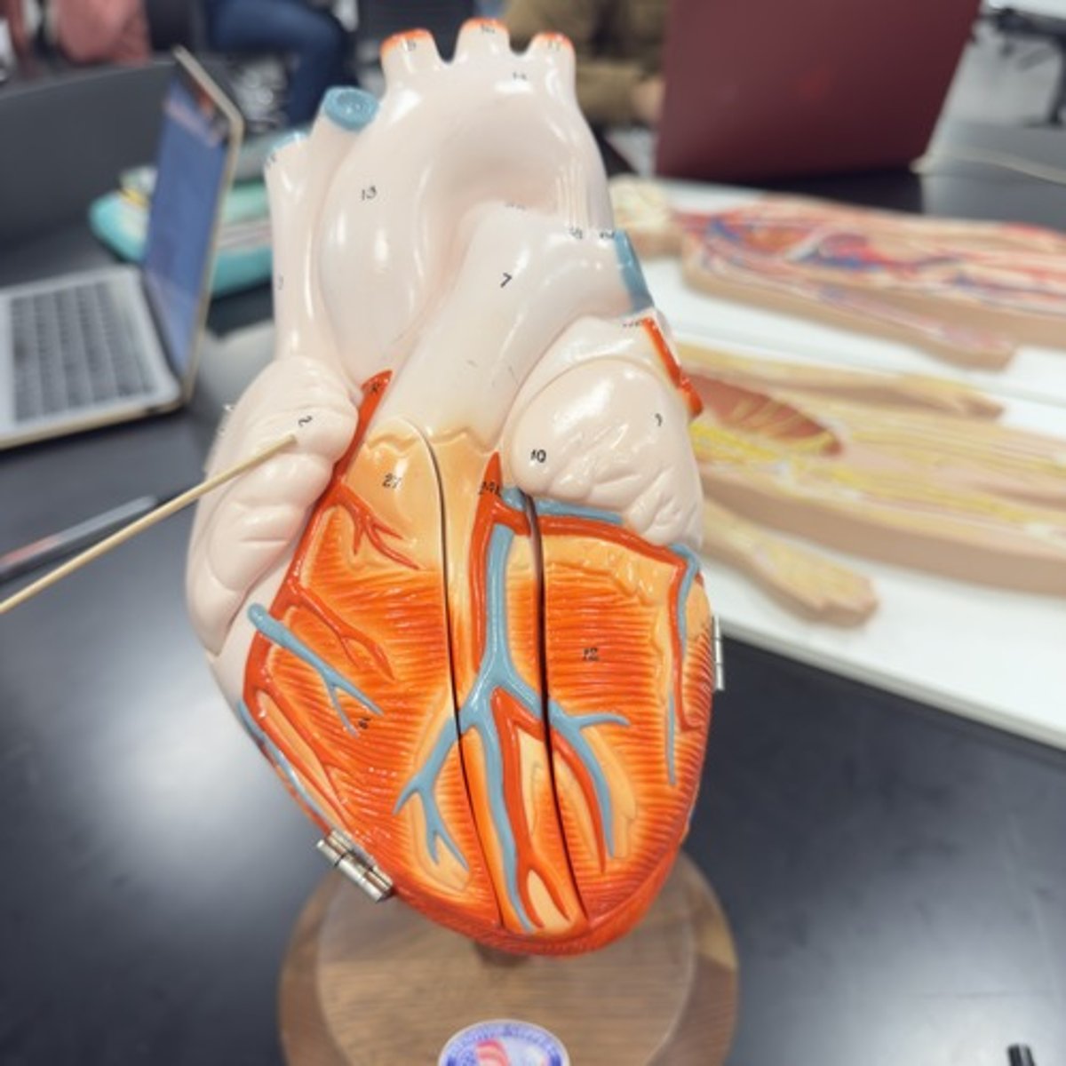 <p>Identify the structure.</p>