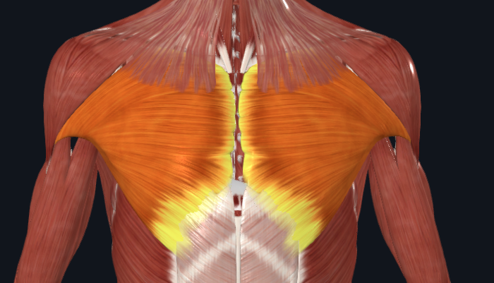 <p>What muscle is this? (singular)</p>