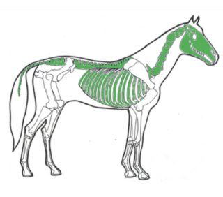 <p>Axial skeleton </p>