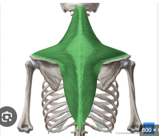 <p>Origin: base of occiput spinous processes</p><p>Insertion: spine of scapula, acromion process clavicle</p><p>Action: Extend (look up) the head.</p>