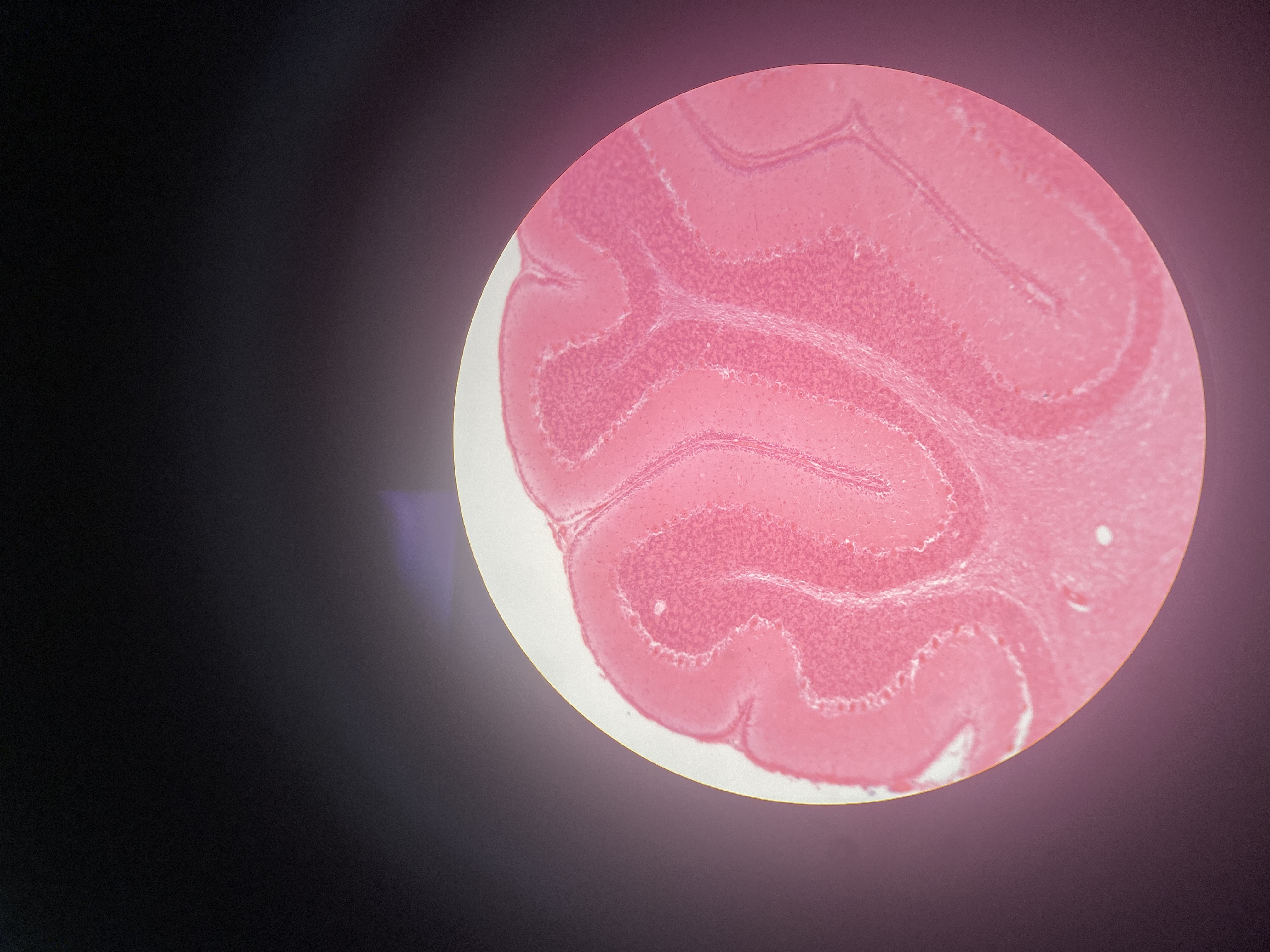 <p>Name the cell</p>