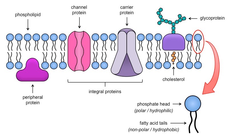 <p>1) phospholipid bilayer <br>2) phospholipids have hydrophilic heads and hydrophobic tails<br>3) labile nature of bilayer structure is due to phospholipids moving within their monolayer<br>4) protein molecules, interspersed<br>5) many different protein molecules present<br>6) idea of most proteins moving / not in fixed position</p>