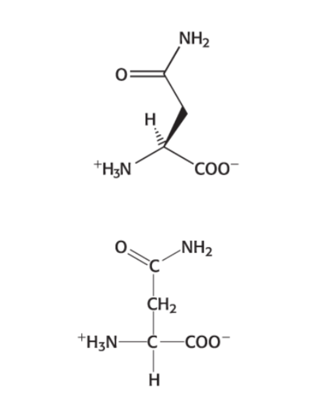 <p>HYDROPHILIC: <span style="background-color: transparent;"><span>Amide group at the second carbon</span></span></p>