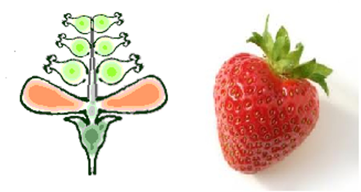 <p>1 flower, many pistils</p><p>EX: strawberry</p>