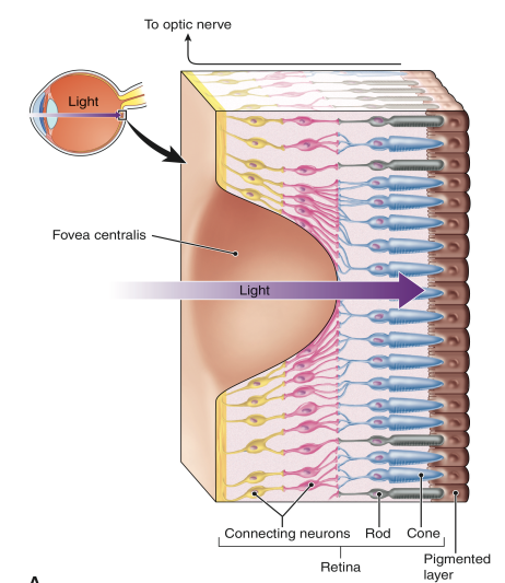 <ul><li><p>Sensitive to light</p></li><li><p>detects colour</p></li><li><p>gives sharp images</p></li><li><p>located in center of retina (fovea centralis) </p></li><li><p>3 types of cones. Red, green blue light (L,M,S) </p></li></ul><p></p>