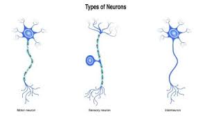 <p><span>one of the major types of cells found in the nervous system, which are responsible for sending and receiving messages throughout the body</span></p>