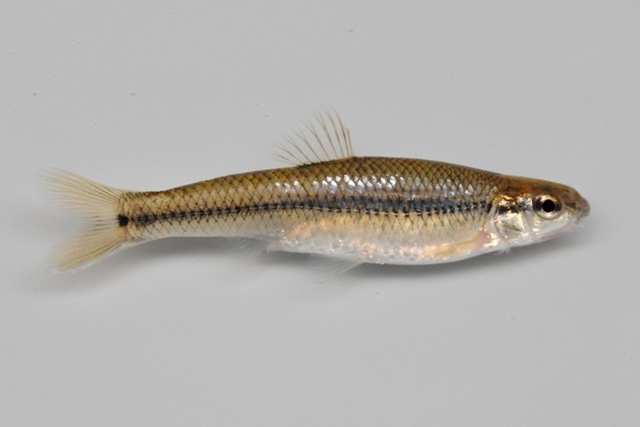 <p>Blunt nose minnow</p>