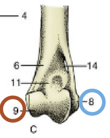 <p>What is shown by #9?</p>