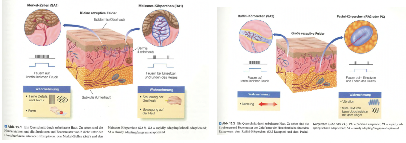 <p class=""><strong>Kurzfassung:</strong><br>Mechanorezeptoren in der Haut erfassen Druck, Bewegung und Vibration. Je nach Tiefe und Reizantwort spezialisieren sie sich auf Detailwahrnehmung, Greifkontrolle, Hautdehnung oder Vibration.</p><p class=""></p><p class=""><strong>Langfassung:</strong></p><ul><li><p class=""><strong>Oberflächennahe Rezeptoren (kleine rezeptive Felder):</strong></p><ul><li><p class=""><strong>Merkel-Zellen (SA1):</strong></p><ul><li><p class="">Feuern <strong>kontinuierlich</strong> bei anhaltendem Reiz</p></li><li><p class="">Wichtig für <strong>Detailwahrnehmung</strong>, <strong>Formen</strong> und <strong>Texturen</strong></p></li></ul></li><li><p class=""><strong>Meissner-Körperchen (RA1):</strong></p><ul><li><p class="">Feuern <strong>nur bei Reizbeginn/-ende</strong></p></li><li><p class="">Beteiligt an <strong>Bewegungserkennung</strong> und <strong>Greifkontrolle</strong></p></li></ul></li></ul></li></ul><p class=""></p><ul><li><p class=""><strong>Tiefere Rezeptoren (grössere rezeptive Felder):</strong></p><ul><li><p class=""><strong>Ruffini-Körperchen (SA2):</strong></p><ul><li><p class="">Feuern <strong>kontinuierlich</strong></p></li><li><p class="">Erkennen <strong>Hautdehnung</strong></p></li></ul></li><li><p class=""><strong>Pacini-Körperchen (RA2/PC):</strong></p><ul><li><p class="">Feuern <strong>nur bei Reizbeginn/-ende</strong></p></li><li><p class="">Hoch empfindlich für <strong>Vibrationen</strong> und <strong>feine Texturen</strong></p></li></ul></li></ul></li></ul><p class=""></p><ul><li><p class=""><strong>Integration:</strong></p><ul><li><p class="">Komplexe Tastempfindungen, wie das Erfühlen natürlicher Oberflächen, erfordern <strong>koordinierte Aktivität</strong> mehrerer Rezeptortypen</p></li><li><p class="">Nur durch diese <strong>interaktive Verarbeitung</strong> entsteht <strong>präzise taktile Wahrnehmung</strong>.</p></li></ul></li></ul><p></p>