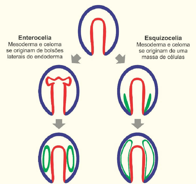 <ol><li><p>esquizocélicos</p><ul><li><p>anelídeos, artrópodes e moluscos</p></li></ul></li><li><p>enterocélicos</p><ul><li><p>equinodermos e cordados</p></li></ul></li></ol>
