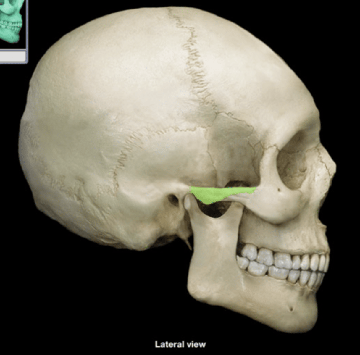 <p>forms part of zygomatic arch</p>