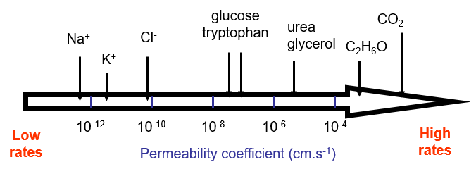 <p>Well, diffusion rates depend on ionic charge and size.</p><p>Membranes favour <strong>small, uncharged molecules</strong>, making diffusion selective.</p>