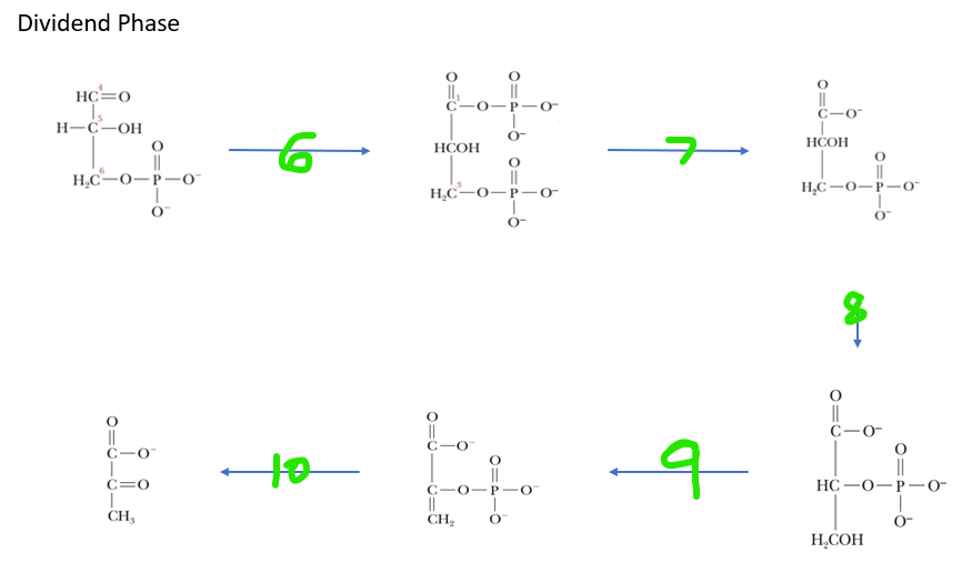 <p>What step(s) produce ATP</p>