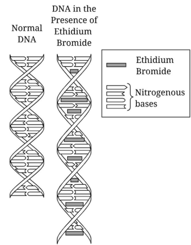 <p><span style="background-color: transparent;"><span>How does Ethidium Bromide effect the normal DNA structure?&nbsp;</span></span></p>