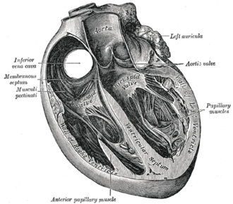 <p>Continuous muscular partition that prevents mixture of blood from the two sides of the heart</p>