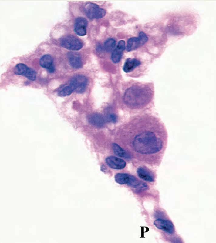 <p>Identify the structure</p>