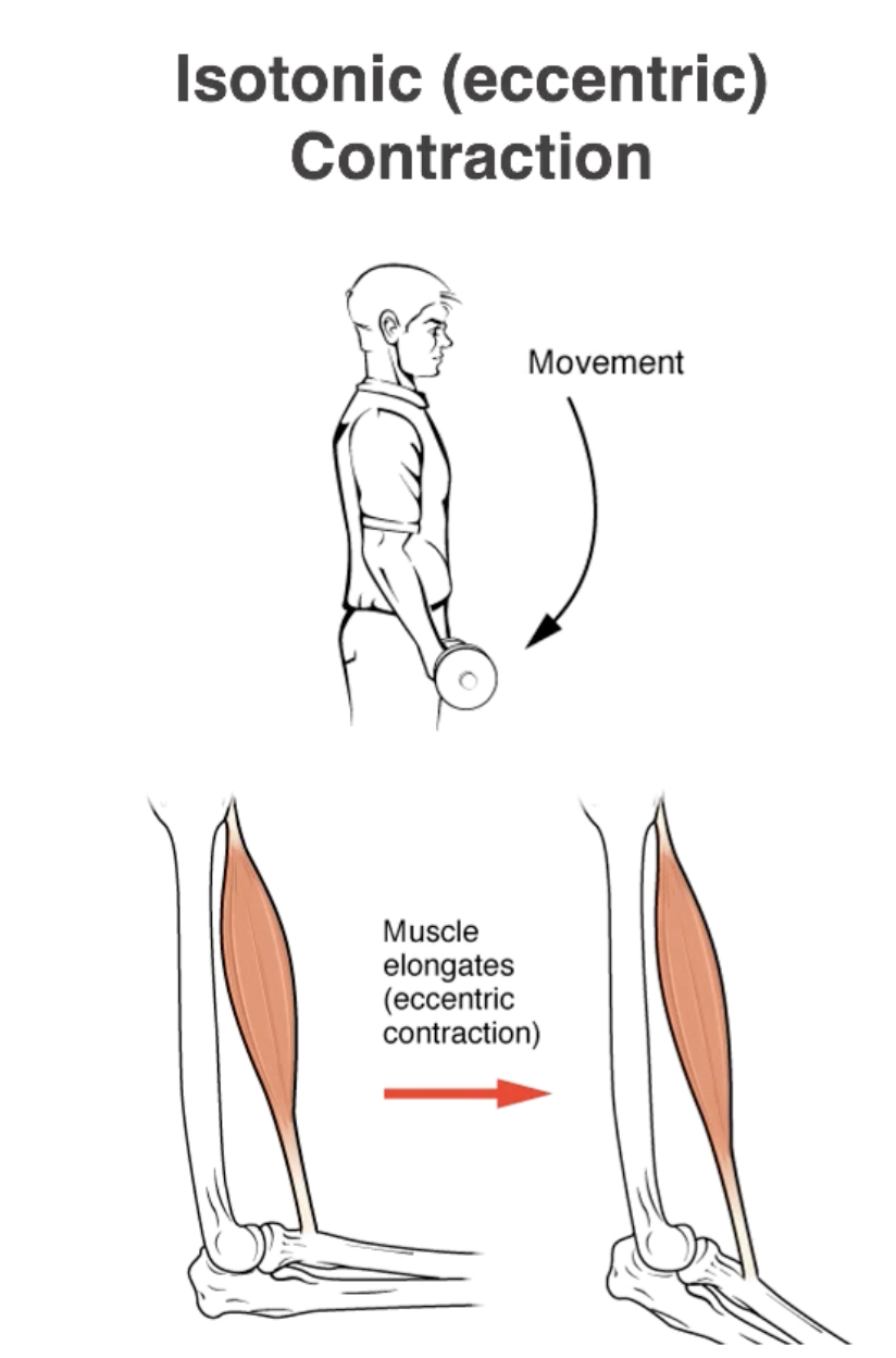 <p>Muscle Lengthens</p>