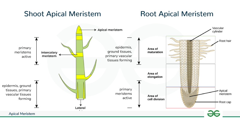 <ol><li><p><strong>Apical meristem</strong>:</p><ul><li><p>small region of cells capable of<mark data-color="#718b66" style="background-color: #718b66; color: inherit"> rapid division </mark>(mitotically active zone) and growth in the <strong>root</strong> and shoot <strong>tips</strong> in plants</p></li><li><p><strong>Root</strong></p><ul><li><p>Needs a root cap to protect the fragile apical meristem</p></li><li><p>Apical meristem: addition of new cells in a root</p><ul><li><p><span style="color: #ffffff"><mark data-color="#3b4075" style="background-color: #3b4075; color: inherit">grow downwards &amp; deeper</mark></span></p><ul><li><p>access to resources</p></li></ul></li></ul></li></ul></li><li><p><strong>Tips</strong></p><ul><li><p><span style="color: #ffffff"><mark data-color="#3b4075" style="background-color: #3b4075; color: inherit">Grow outwards &amp; taller</mark></span></p></li></ul></li></ul></li><li><p><strong>Apical meristem</strong> is made out of:</p><ul><li><p><strong>Undifferentiated (totipotent)</strong> cells that continue to proliferate throughout the life of the plant</p></li><li><p>Meristematic (totipotent) cells give rise to all specialized tissues of the organisms</p></li></ul></li><li><p><strong>Elongation of the shoots &amp; roots</strong></p><ol><li><p>Access to additional space &amp; resources</p></li><li><p>Light for the shoot</p></li><li><p>Water &amp; minerals in the case of roots</p></li></ol></li><li><p><strong>Lateral meristem</strong></p><ul><li><p>Separate meristem that produces cells that increase the diameter of tree trunks</p></li></ul></li></ol><p></p>